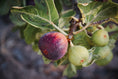 Load image into Gallery viewer, Scented Insert Refill - Fig
