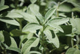 Load image into Gallery viewer, Scented Insert Refill - Sage
