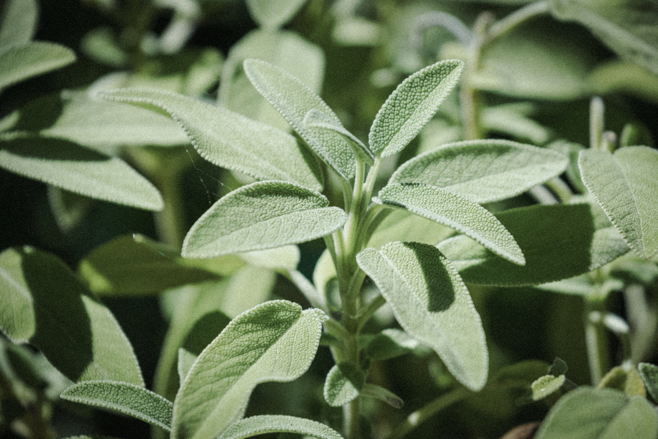 Scented Insert Refill - Sage
